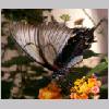 Papilio memnon - Suedostasien - wien-a 01.jpg